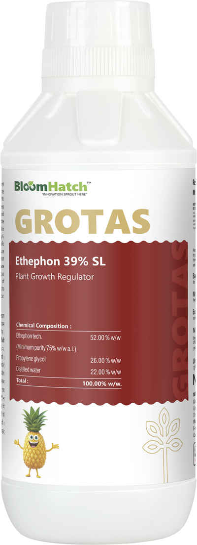 Grotas