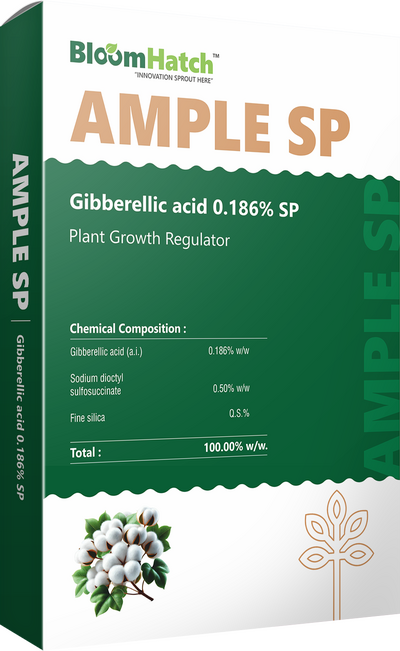 Ample SP